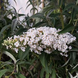 Planta prohibida en España-Budelia 'White profusio